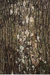 Photo Textures of Tree Bark